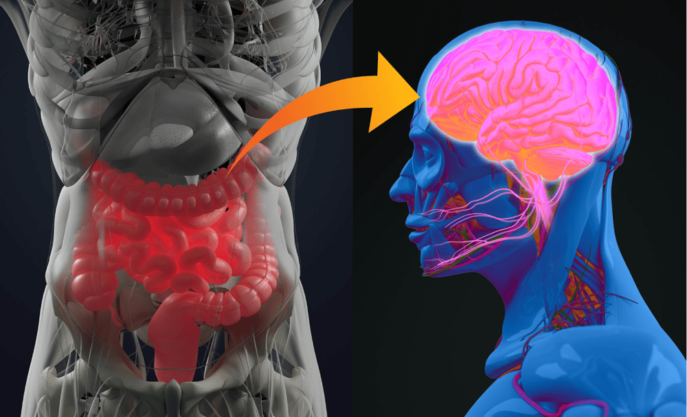 Gut Brain Axis How Your Stomach Shapes Your Emotions