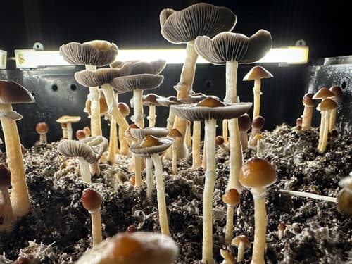 Functional Fungi