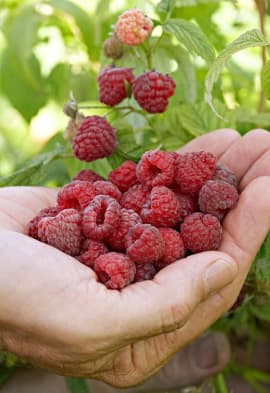 Superfoods Every Woman